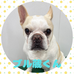 ⭐︎ブル蔵くん⭐︎