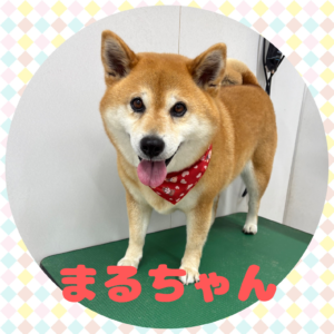 ♡まるちゃん♡