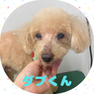 ⭐︎ダブくん⭐︎