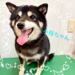 ♠︎小梅ちゃん♠︎