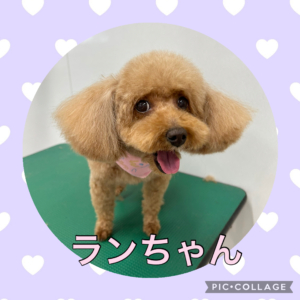 ★ランちゃん★