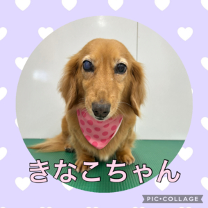 ★きなこちゃん★