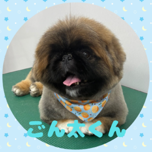 ⭐︎ごん太くん⭐︎