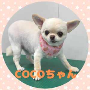 ♡COCOちゃん♡