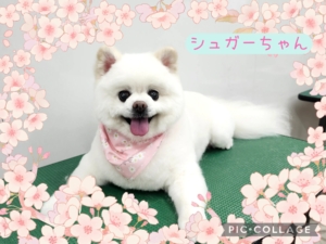 シュガーちゃん