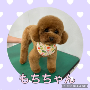 ★もちちゃん★