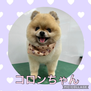 ★コロンちゃん★