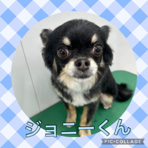 ★ジョニーくん★