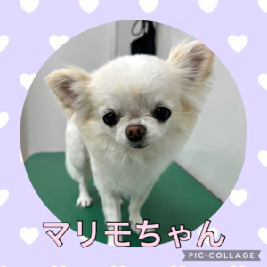 ★マリモちゃん★