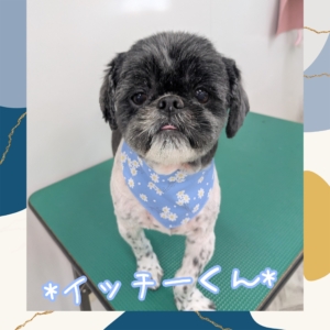 *イッチーくん*