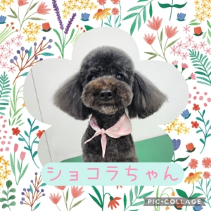 ショコラちゃん