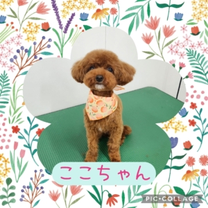 ここちゃん