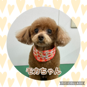 モカちゃん