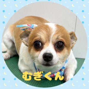 ⭐︎むぎくん⭐︎