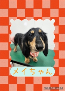 メイちゃん