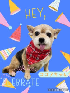 ココアちゃん🐶