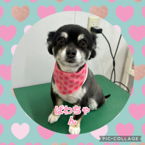 ぱわちゃん