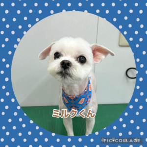 ミルクくん