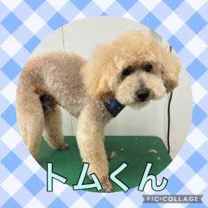 ★トムくん★