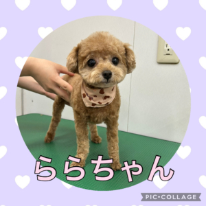 ★ららちゃん★