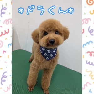 *ドラくん*