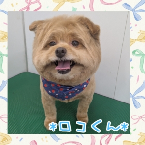 *ロコくん*