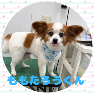 ⭐︎ももたろうくん⭐︎