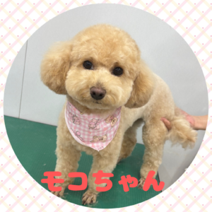 ♡モコちゃん♡