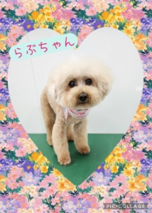 らぶちゃん