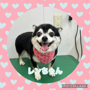 レンちゃん