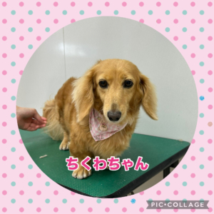 ちくわちゃん