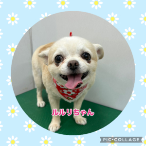 ルルリちゃん