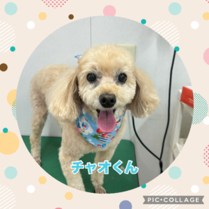 チャオくん