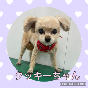 ★クッキーちゃん★