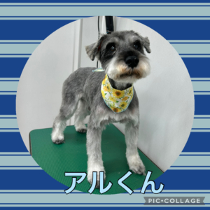 ★アルくん★