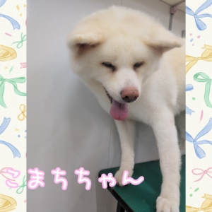 こまちちゃん