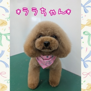 *ララちゃん*