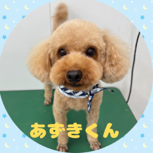 ⭐︎あずきくん⭐︎