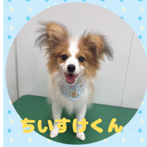 ⭐︎ちいすけくん⭐︎