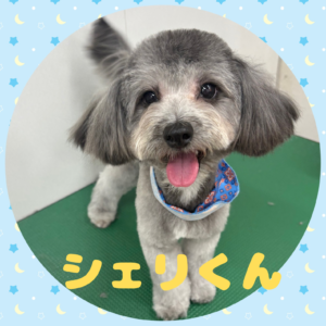 ⭐︎シェリくん⭐︎