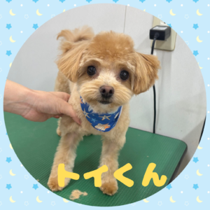 ⭐︎トーイくん⭐︎