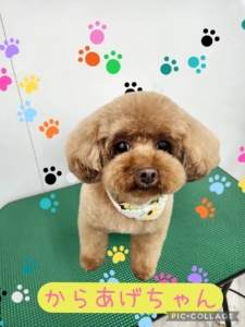 からあげちゃん