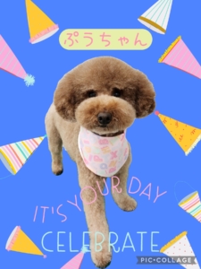ぷうちゃん🐶