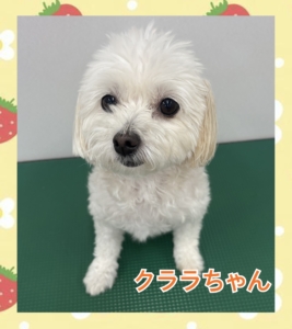 クララちゃん