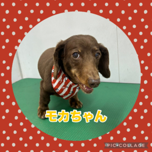 モカちゃん