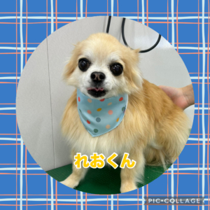 れおくん
