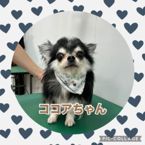 ココアちゃん