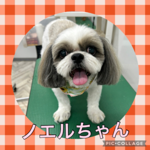 ★ノエルちゃん★