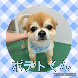 ★ポテトくん★