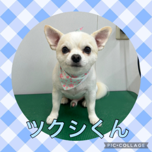 ★ツクシくん★